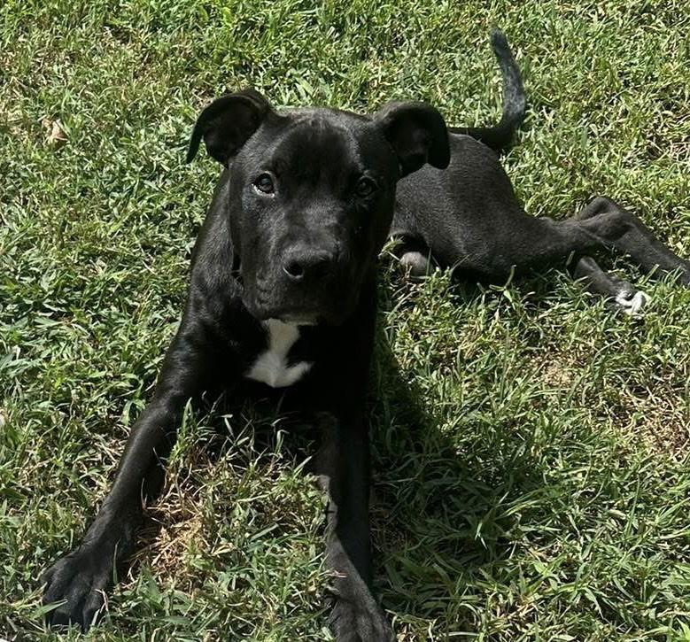 Bruno - adoption pending, a Adoptable Pit Bull Terrier in Spotsylvania, VA image 2/3