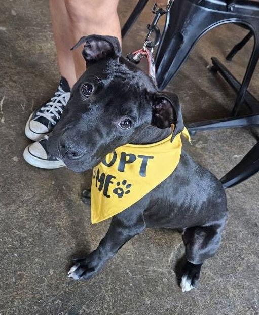 Bruno - adoption pending, a Adoptable Pit Bull Terrier in Spotsylvania, VA image 3/3