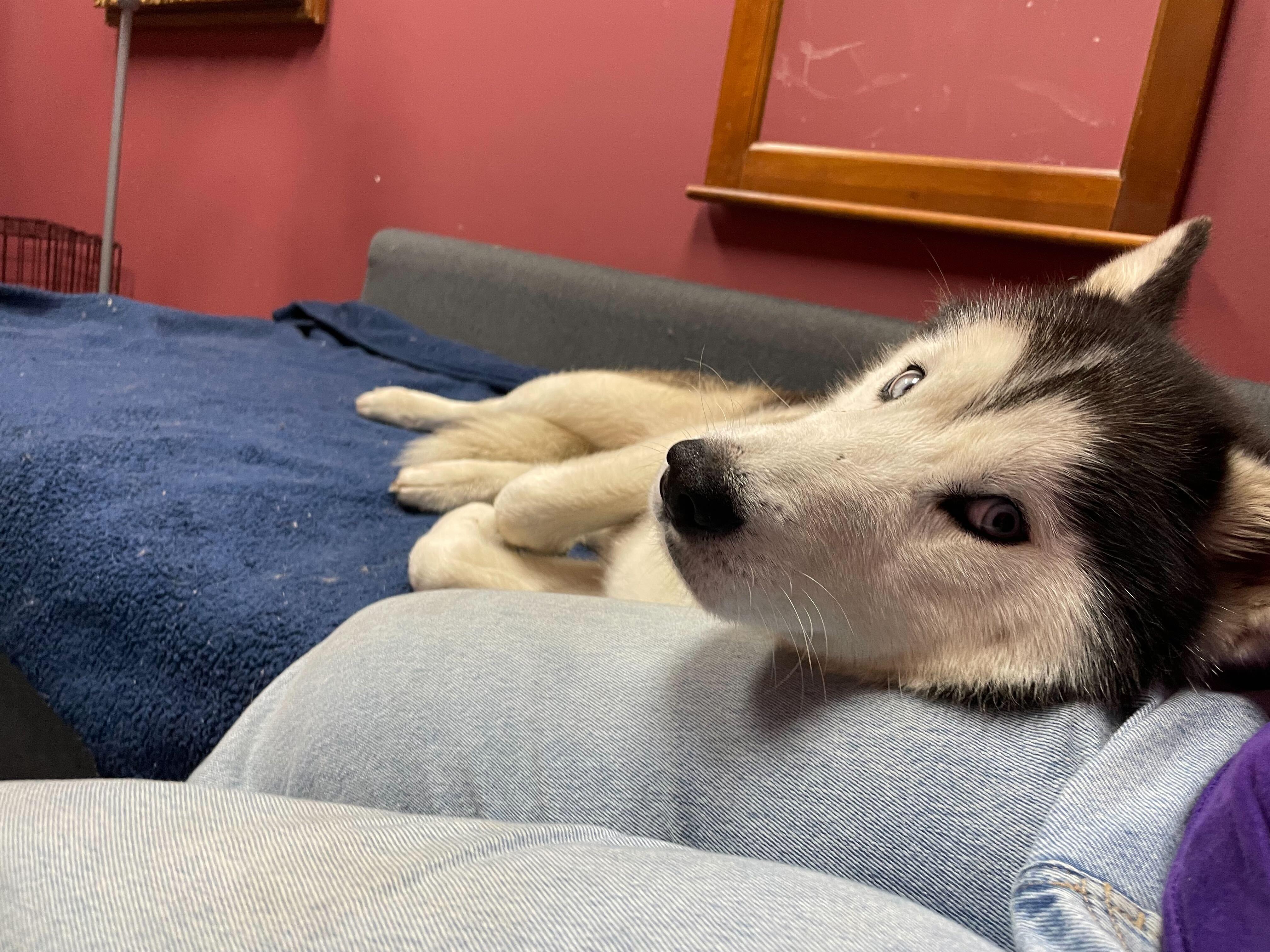 Cappuccino, a Adoptable Siberian Husky in Pantego, TX image 2/6