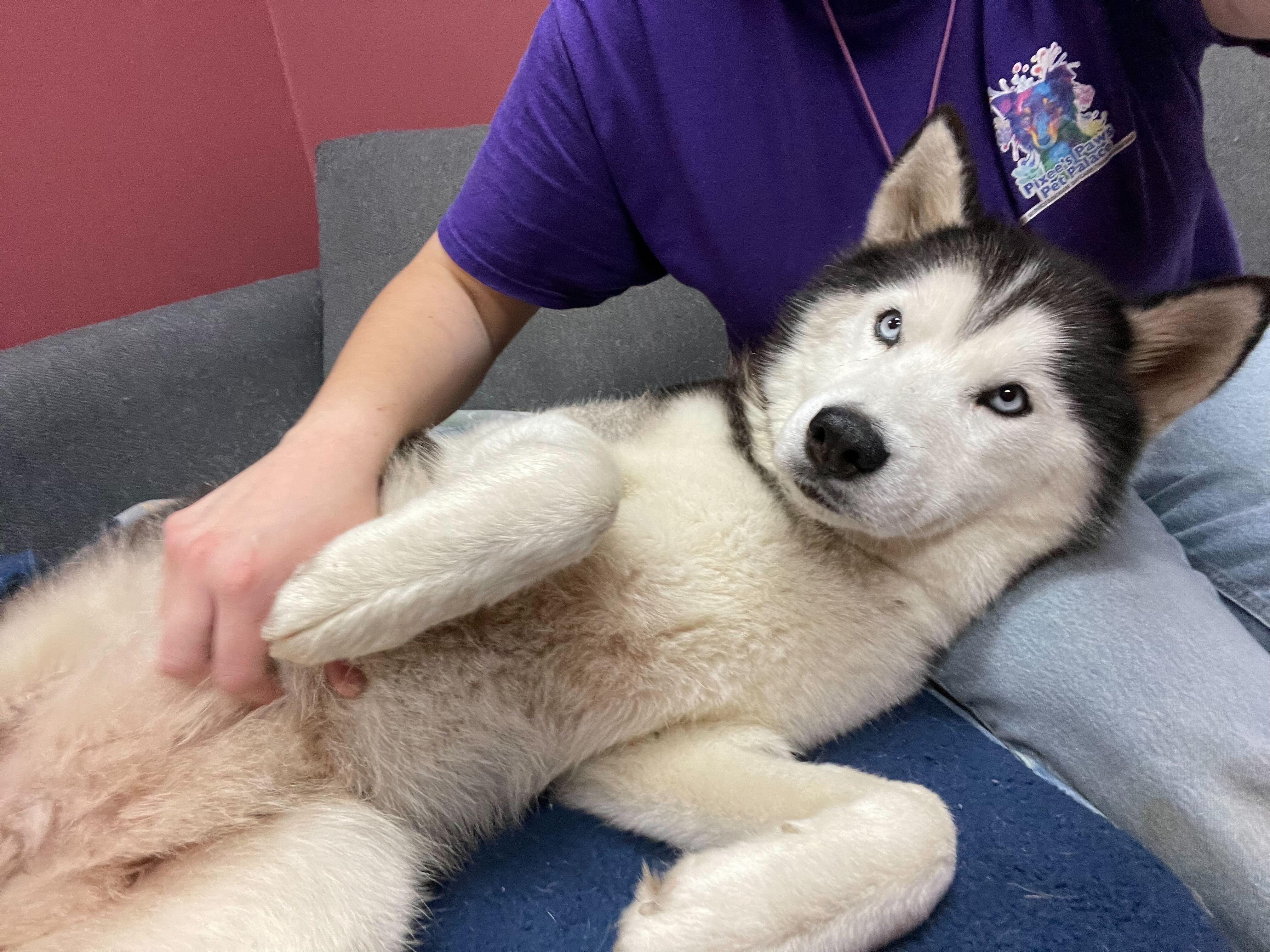 Cappuccino, a Adoptable Siberian Husky in Pantego, TX image 3/6