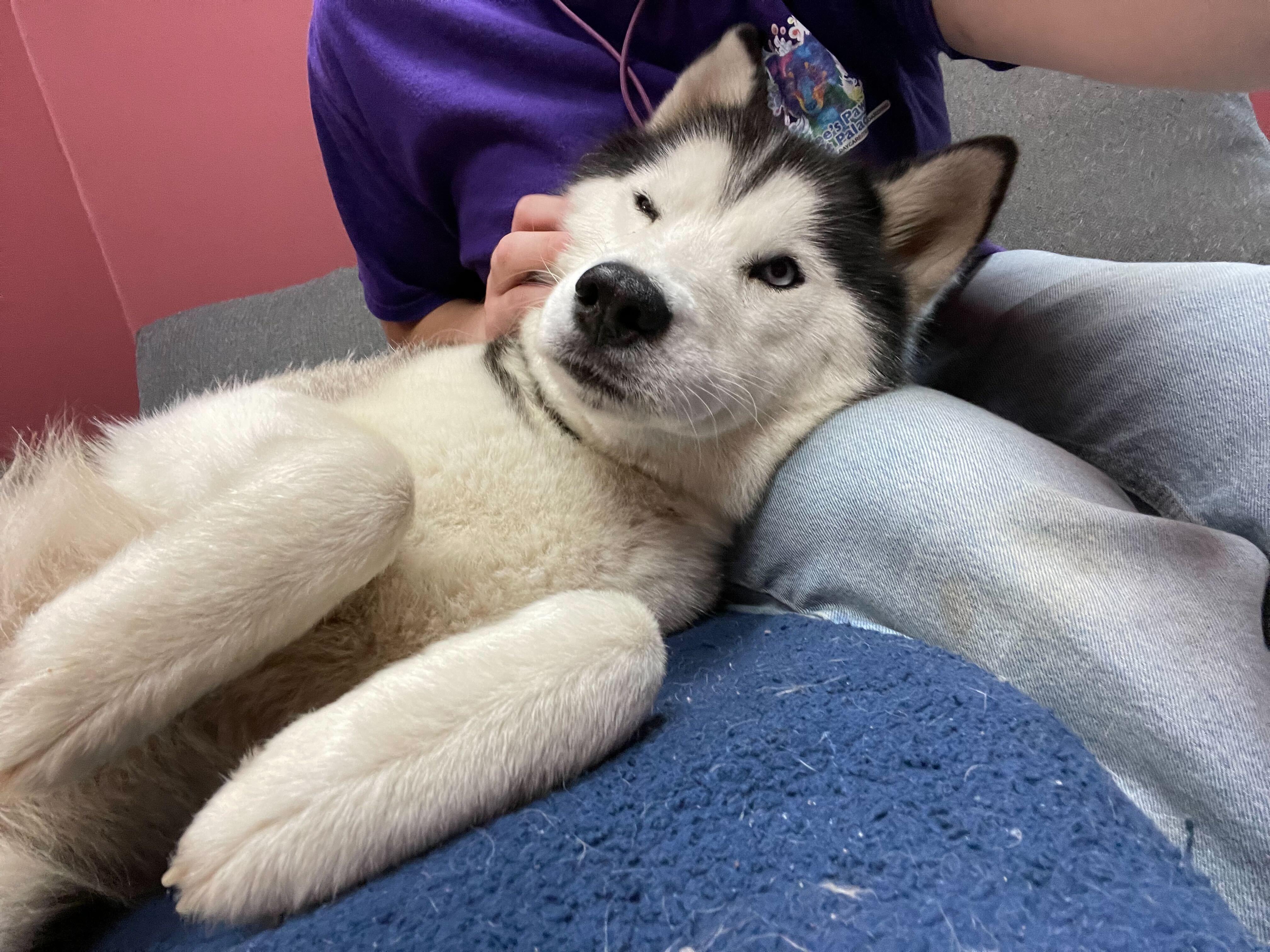 Cappuccino, a Adoptable Siberian Husky in Pantego, TX image 4/6