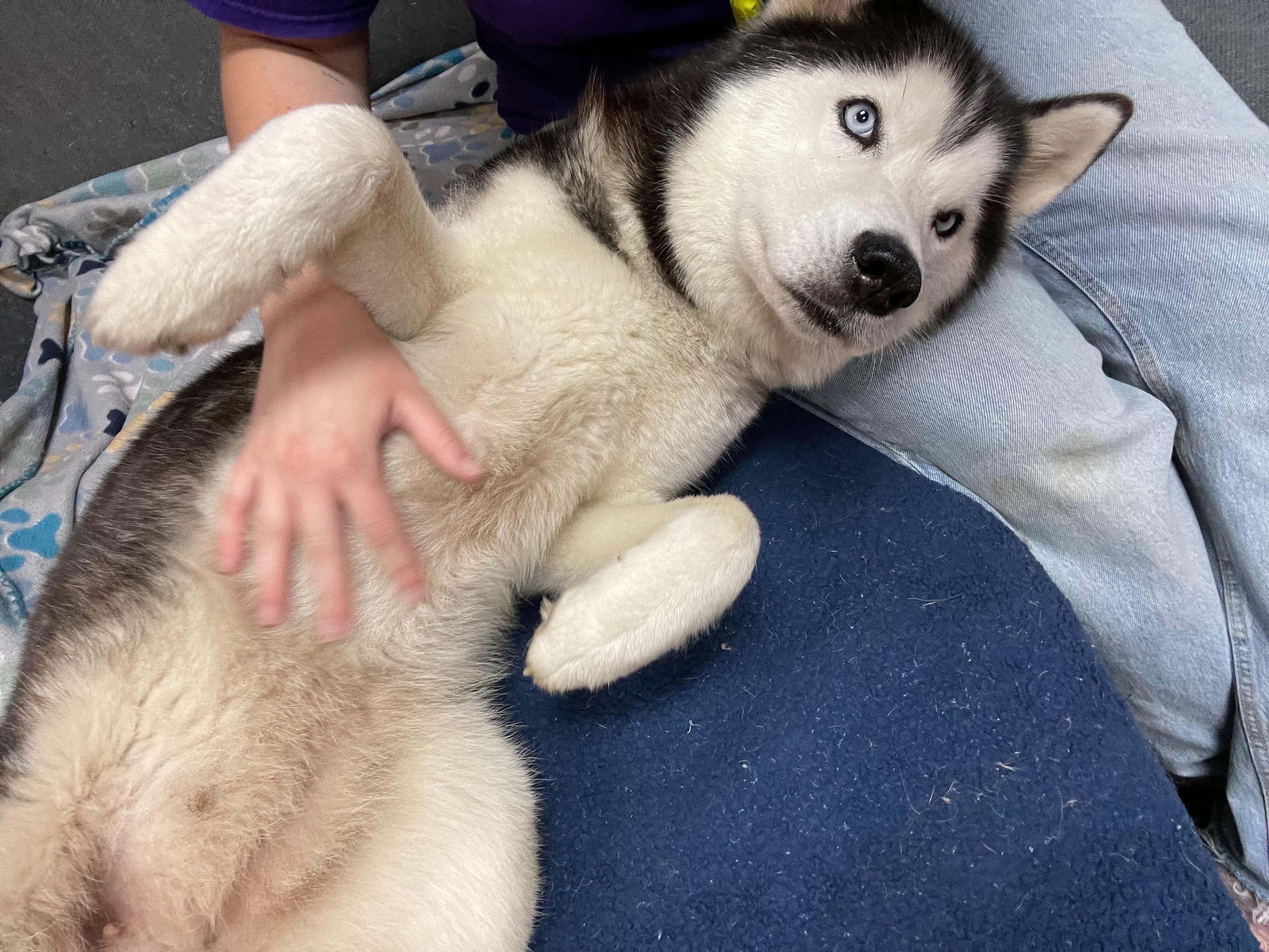 Cappuccino, a Adoptable Siberian Husky in Pantego, TX image 5/6