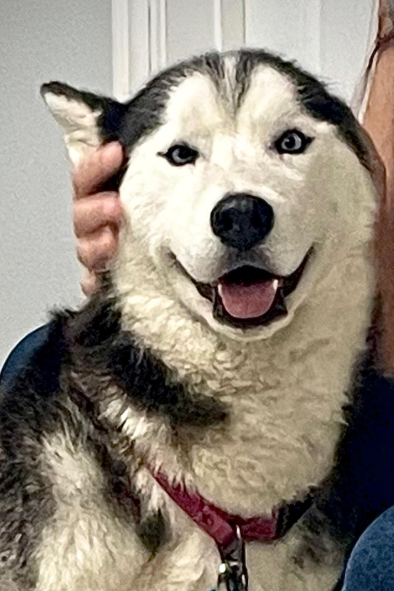 Cappuccino, a Adoptable Siberian Husky in Pantego, TX image 6/6