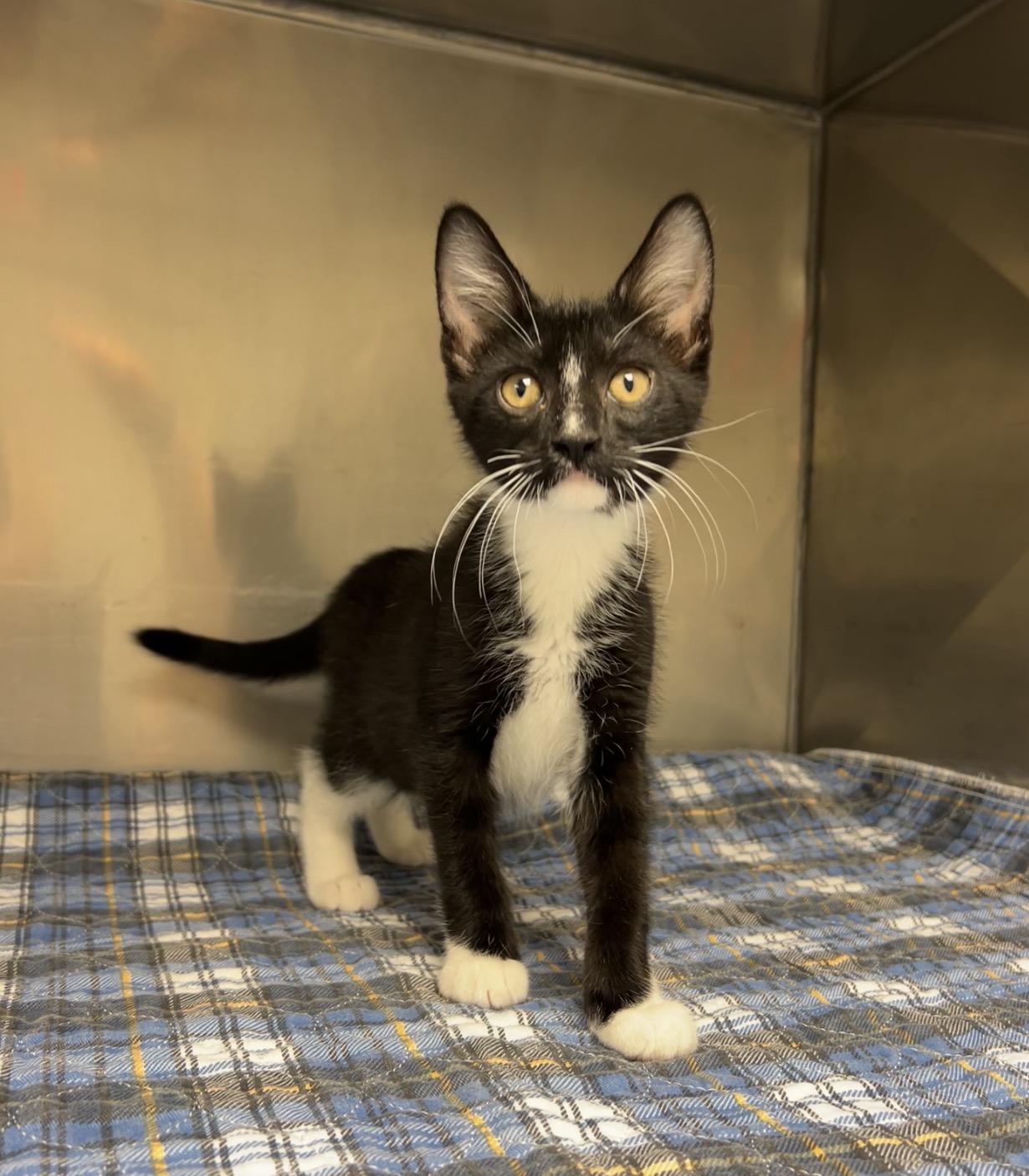 Funnel Cake, a Adoptable Domestic Short Hair in Montville, NJ image 3/3