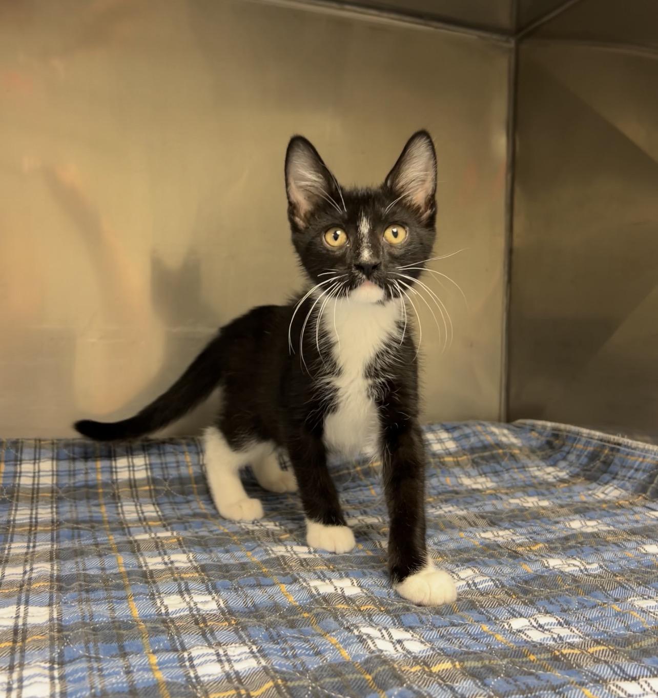 Funnel Cake, a Adoptable Domestic Short Hair in Montville, NJ image 1/3