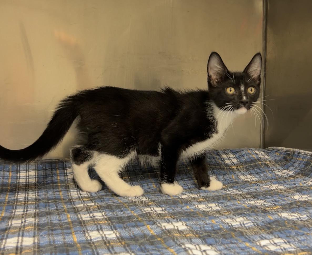 Funnel Cake, a Adoptable Domestic Short Hair in Montville, NJ image 2/3