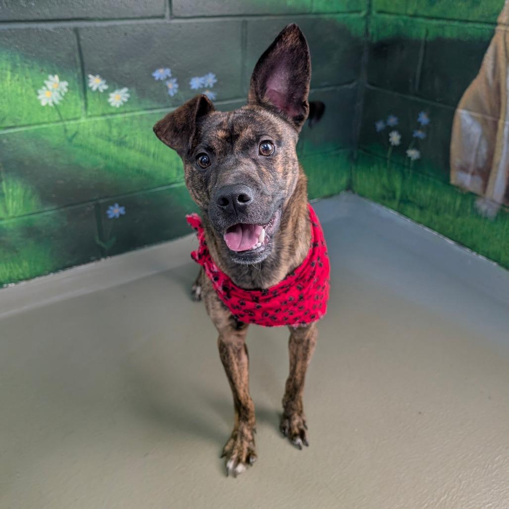 Creacher, Adoptable, Young Male Mixed Breed.