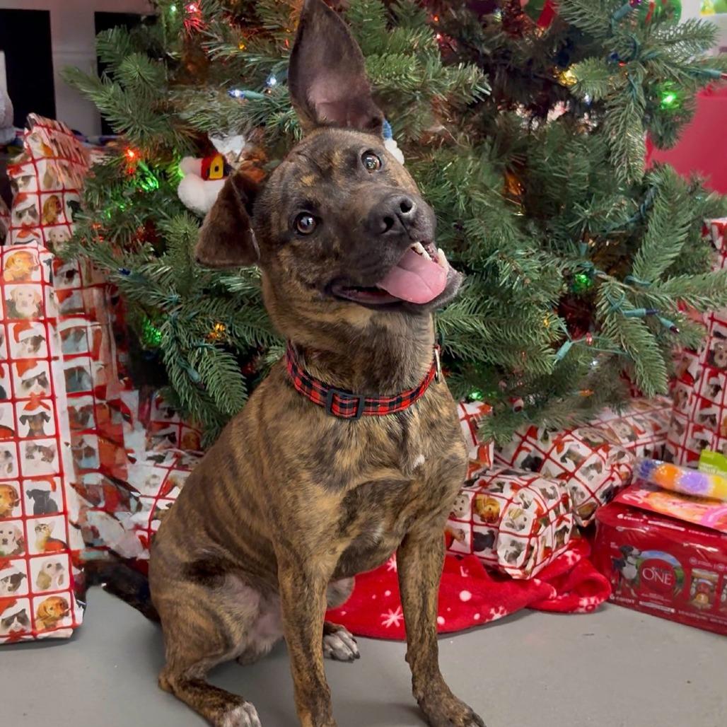 Enlarge Creacher, a Adoptable Mixed Breed in Walnut Cove, NC image 3/6