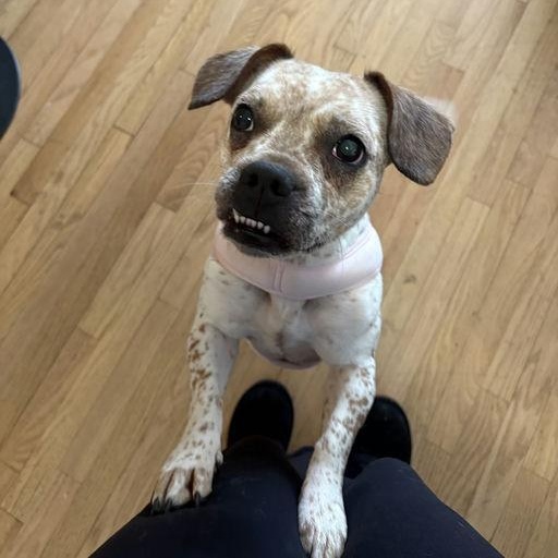 Enlarge Coco, an adopted mixed breed in New York, NY image 2/3