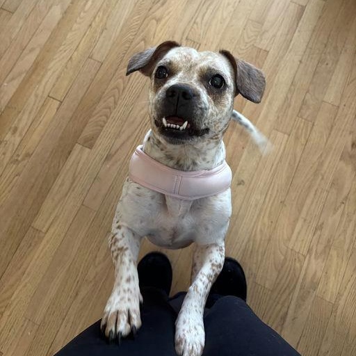 Enlarge Coco, an adopted mixed breed in New York, NY image 1/3