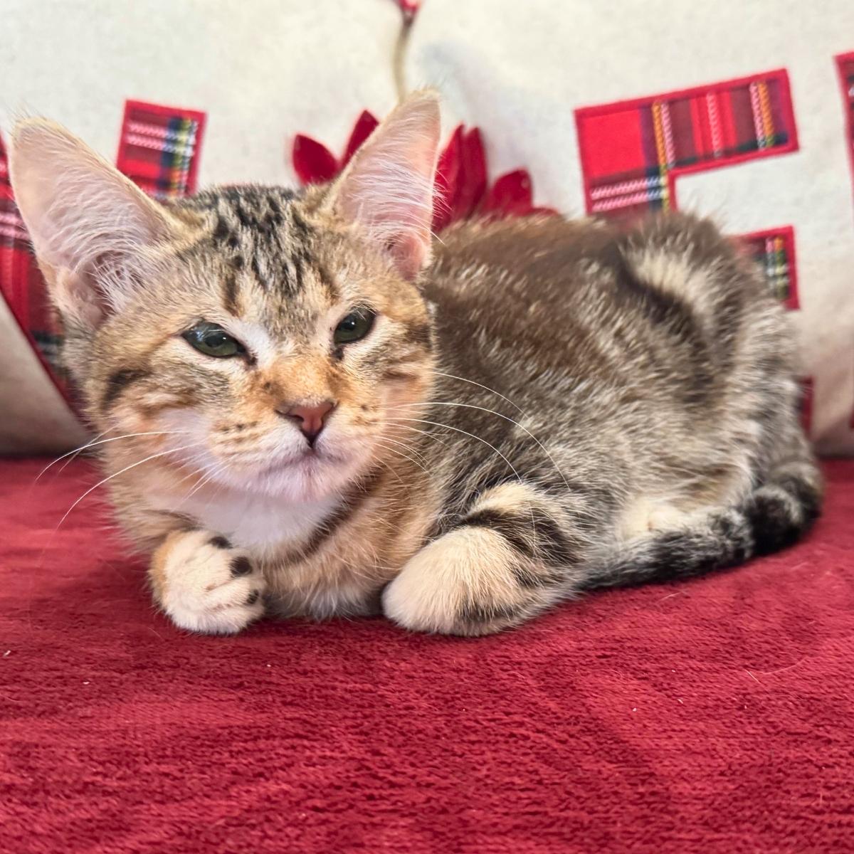 Darcy, a ADOPTABLE Domestic Short Hair in Manhattan Beach, CA image 3/6