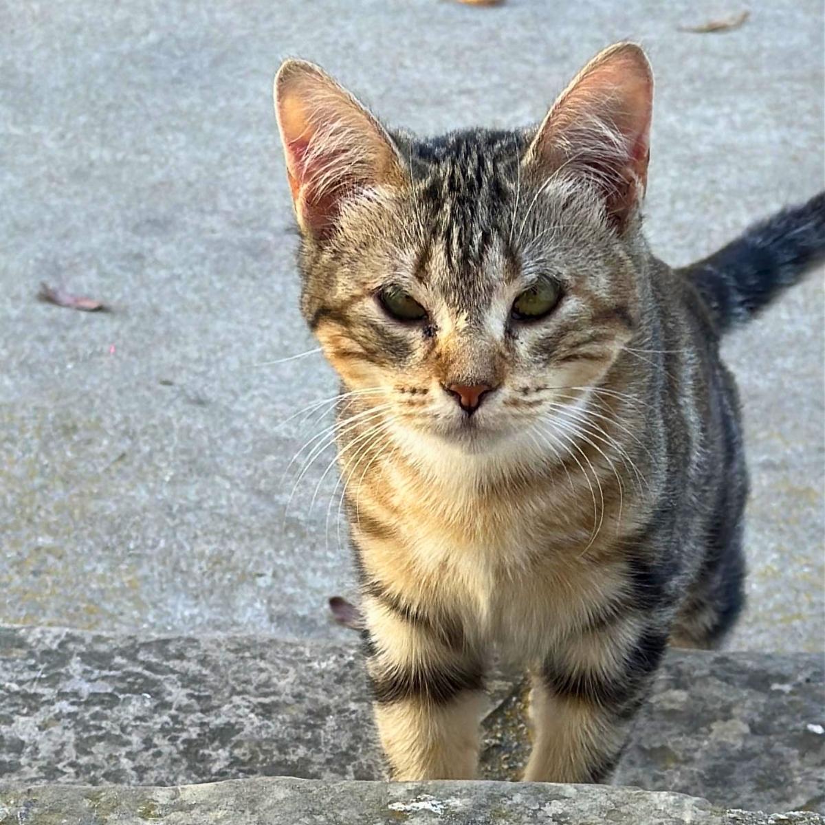 Darcy, a ADOPTABLE Domestic Short Hair in Manhattan Beach, CA image 2/6
