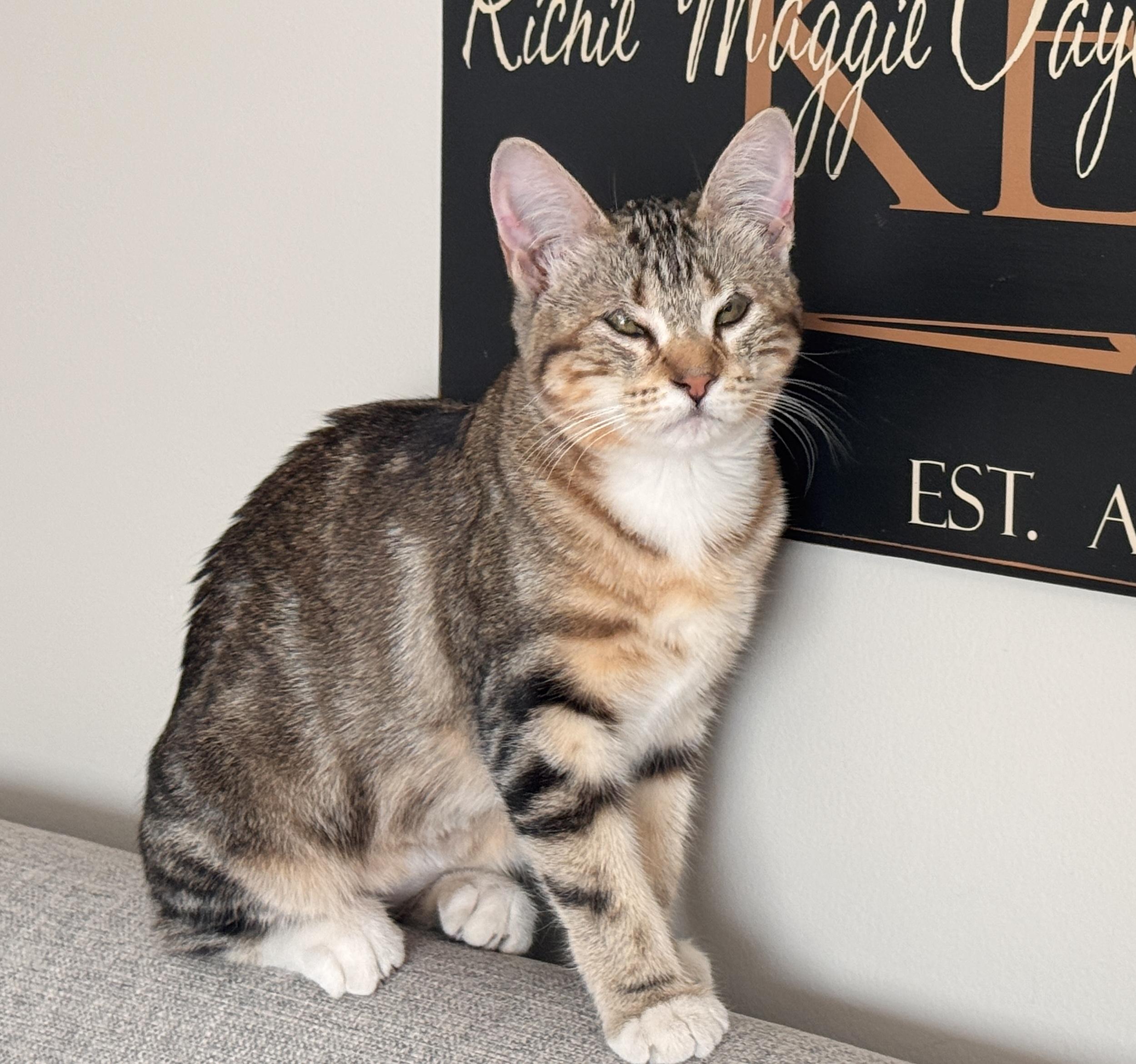 Enlarge Darcy, a ADOPTABLE Domestic Short Hair in Manhattan Beach, CA image 4/6