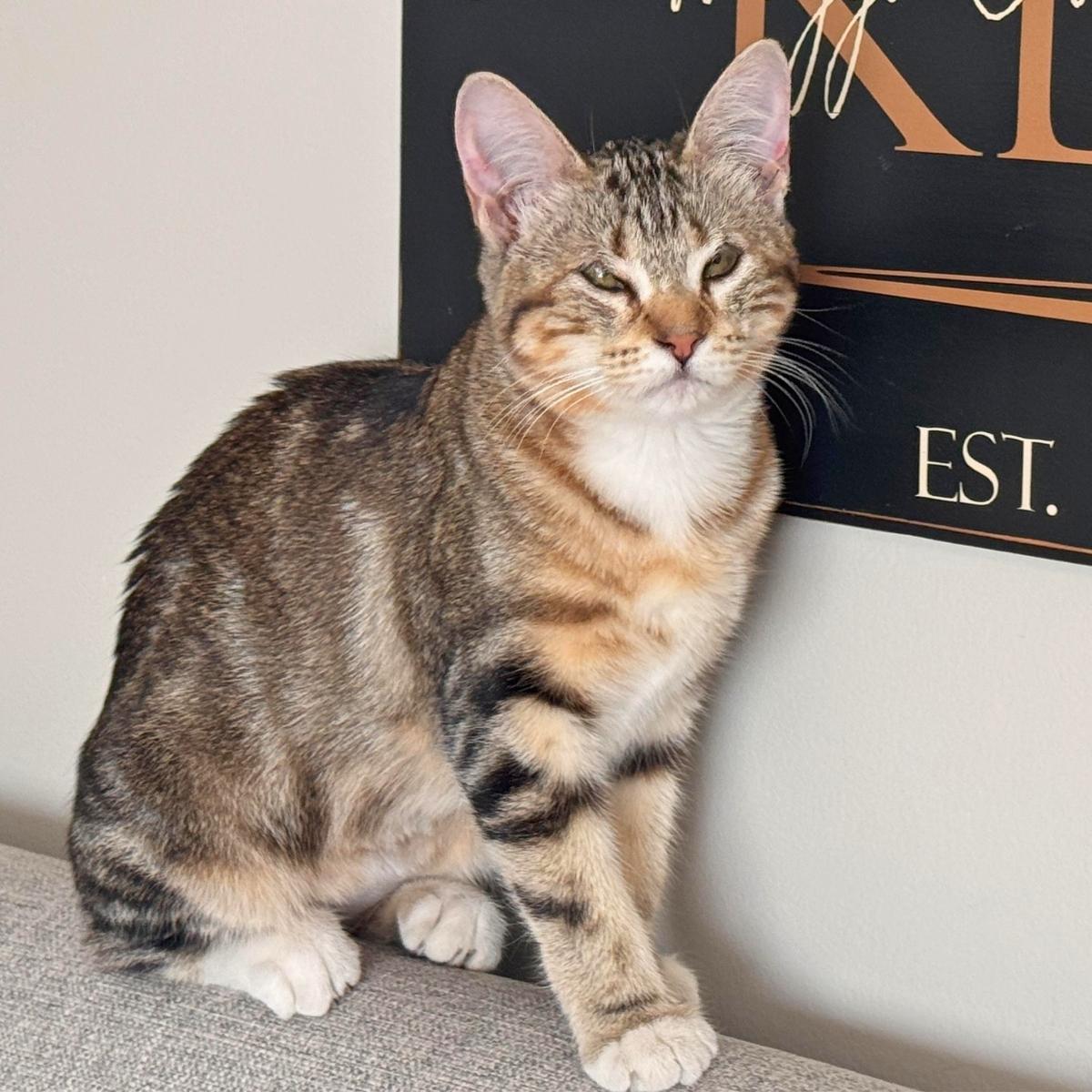 Darcy, a ADOPTABLE Domestic Short Hair in Manhattan Beach, CA image 4/6