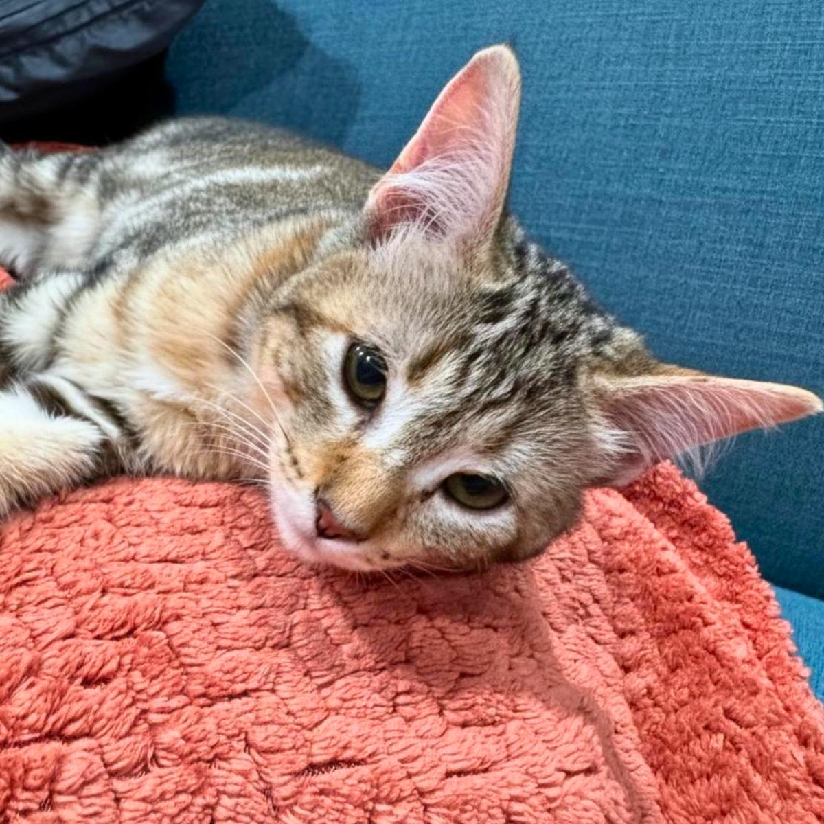 Darcy, a ADOPTABLE Domestic Short Hair in Manhattan Beach, CA image 1/6