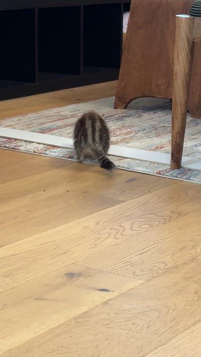 Enlarge Darcy, a ADOPTABLE Domestic Short Hair in Manhattan Beach, CA video 6/6