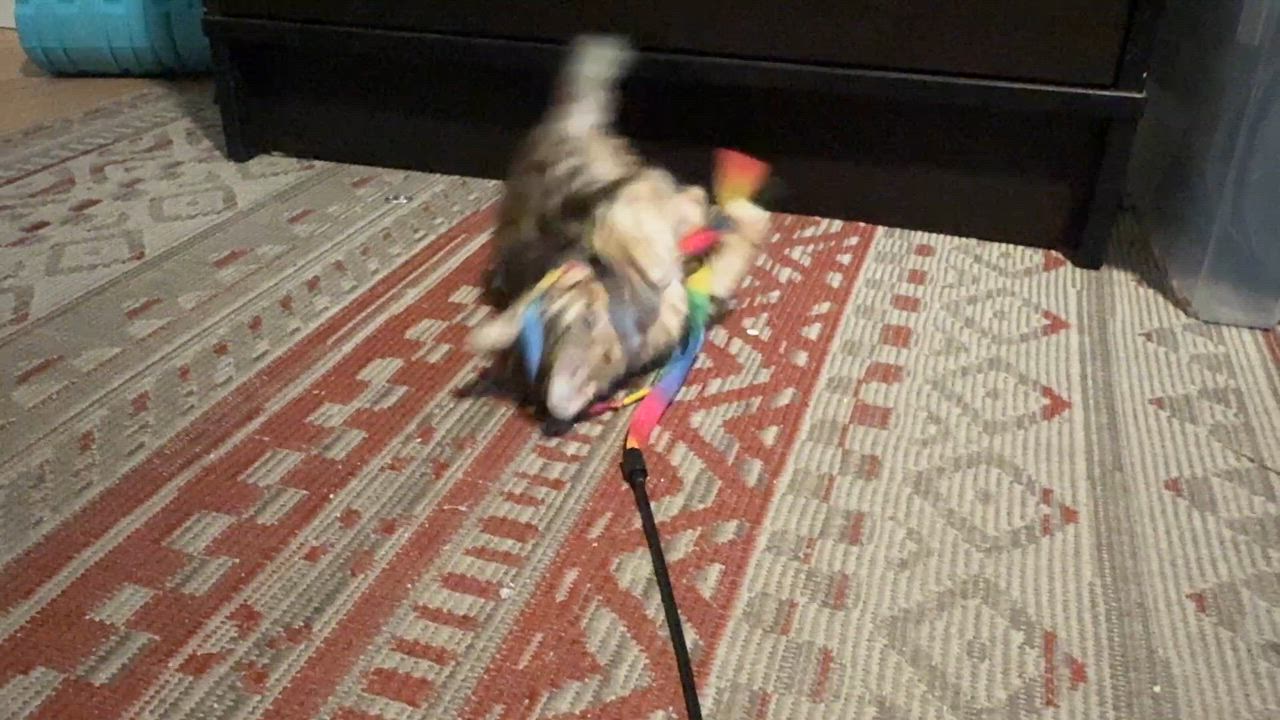 Enlarge Darcy, a ADOPTABLE Domestic Short Hair in Manhattan Beach, CA video 5/6