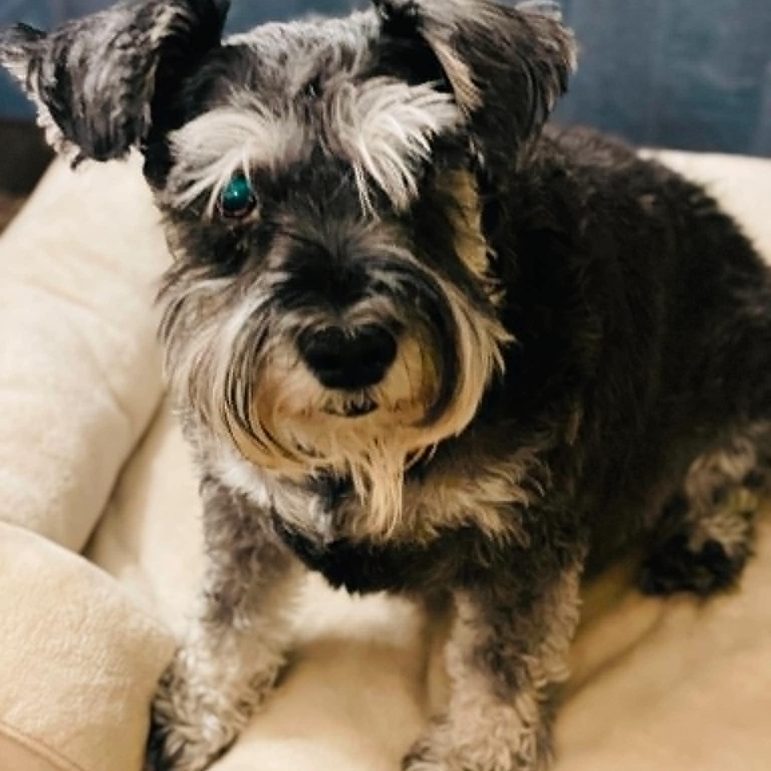 Molly - Foster Me, an adopted Miniature Schnauzer in Homer Glen, IL image 2/5