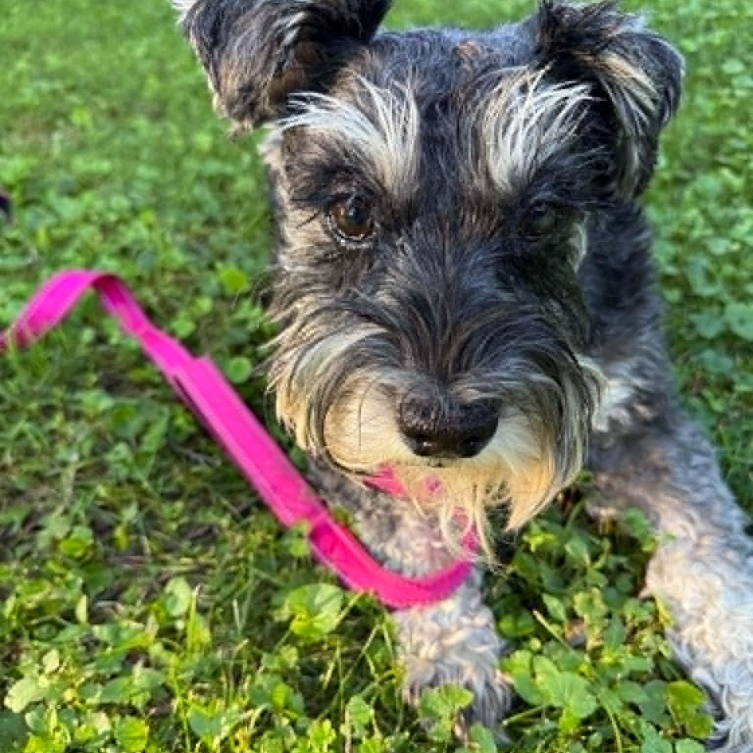 Molly - Foster Me, an adopted Miniature Schnauzer in Homer Glen, IL image 4/5