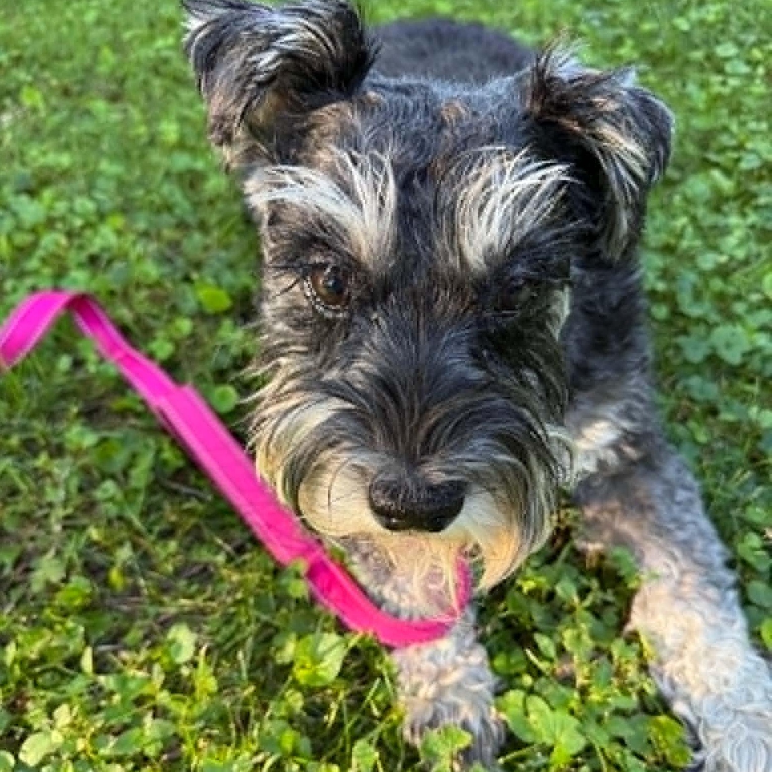 Molly - Foster Me, an adopted Miniature Schnauzer in Homer Glen, IL image 5/5