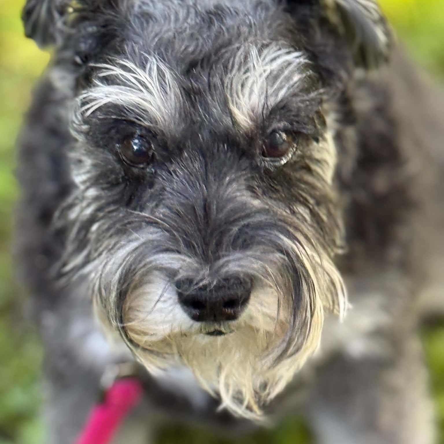 Molly - Foster Me, an adopted Miniature Schnauzer in Homer Glen, IL image 3/5