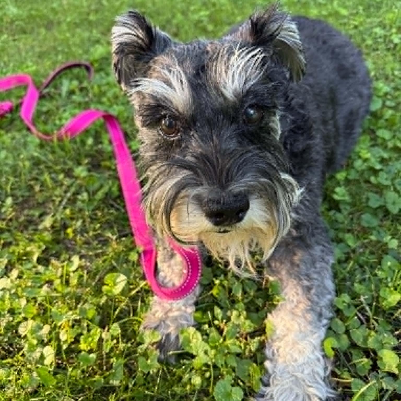 Molly - Foster Me, adopted, Adult Female Miniature Schnauzer.