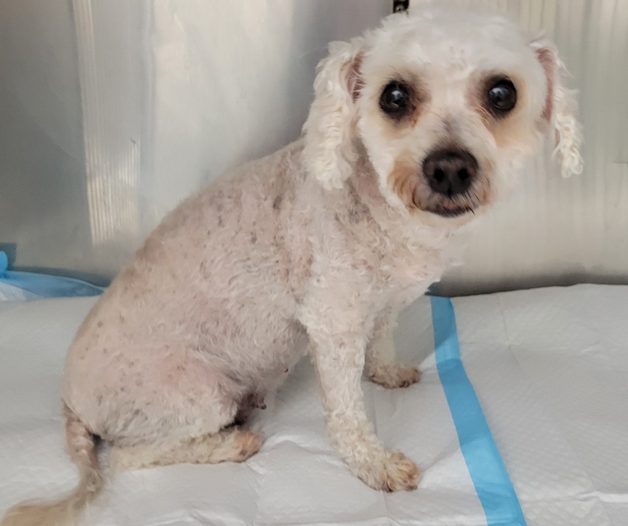 Tweety Bird, Adopted, Senior Female Bichon Frise.