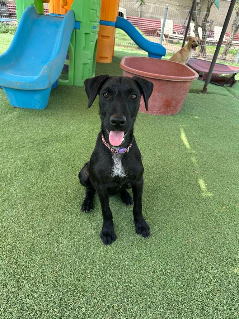 Lazaro, an adopted mixed breed in Vancouver, BC image 5/6