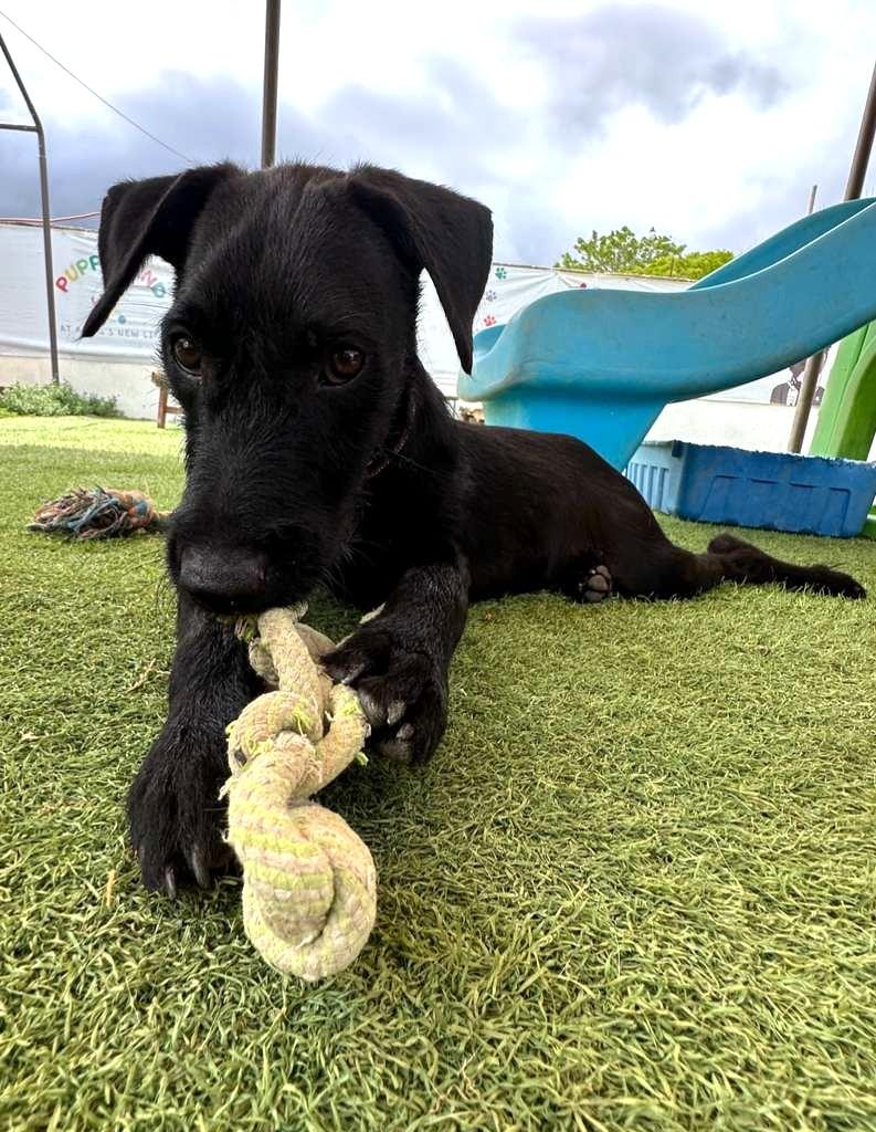 Lazaro, an adopted mixed breed in Vancouver, BC image 2/6