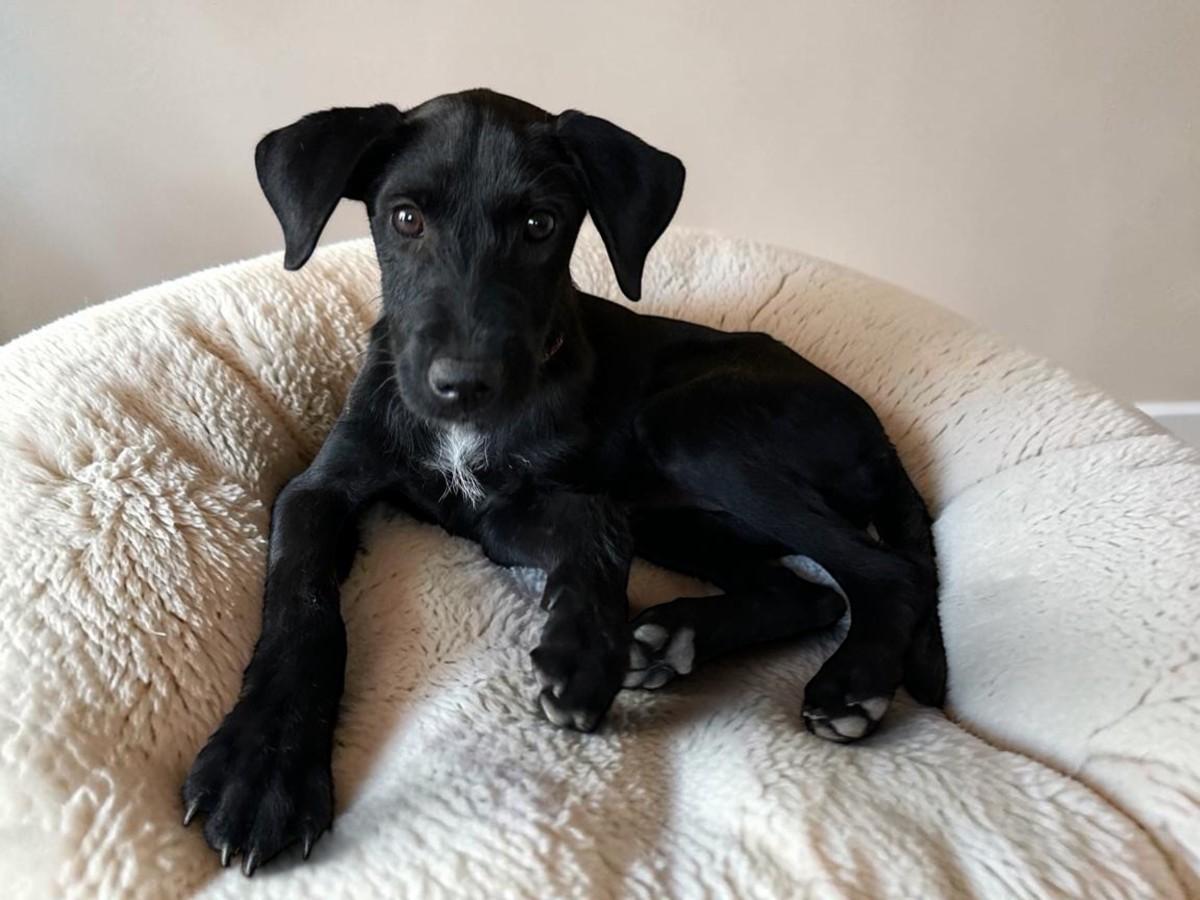 Lazaro, an adopted mixed breed in Vancouver, BC image 1/6
