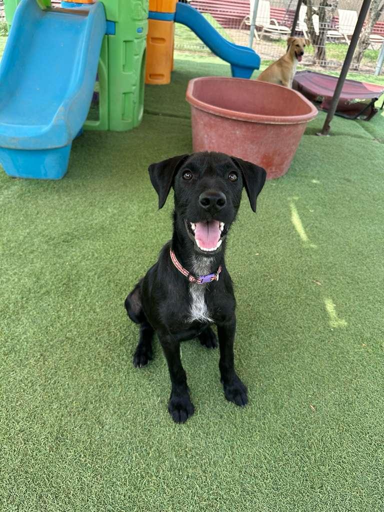 Lazaro, an adopted mixed breed in Vancouver, BC image 6/6