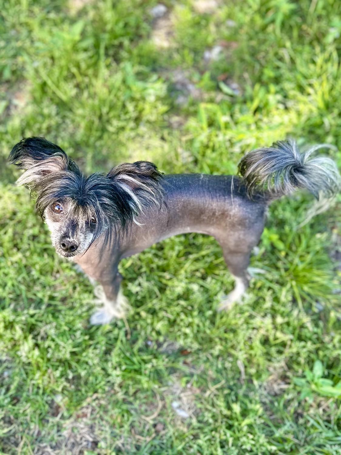 Enlarge Chase, a Adopted Chinese Crested Dog in Whitewright, TX image 1/3