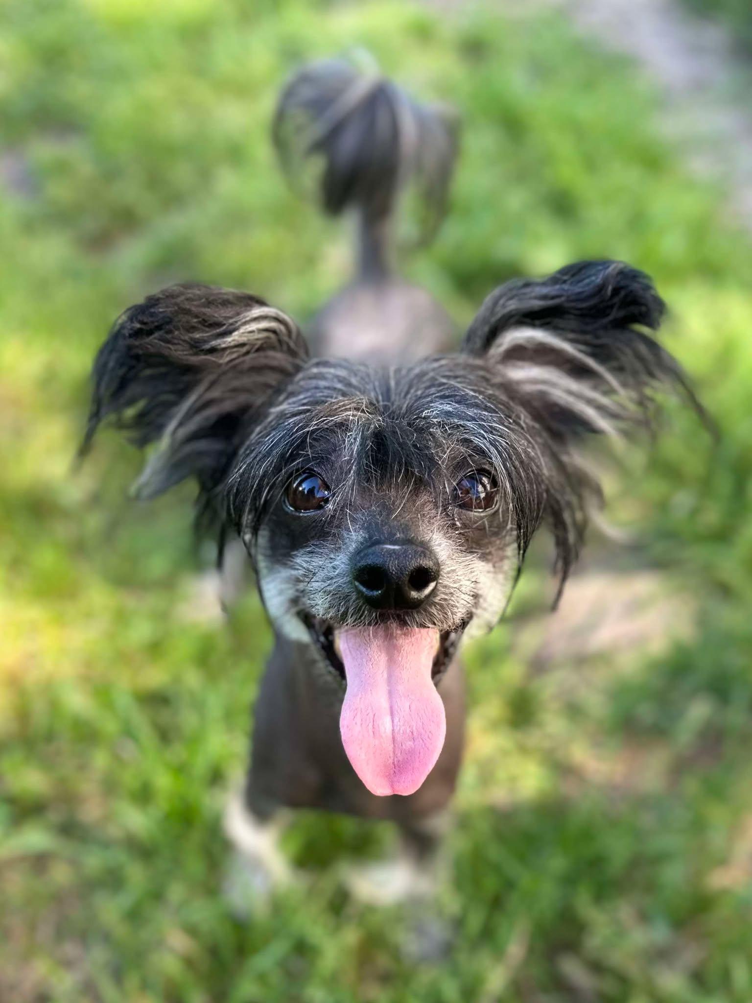 Enlarge Chase, a Adopted Chinese Crested Dog in Whitewright, TX image 2/3