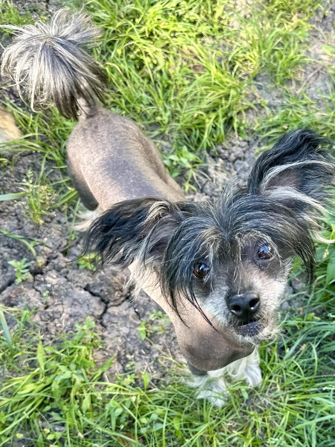 Enlarge Chase, a Adopted Chinese Crested Dog in Whitewright, TX image 3/3