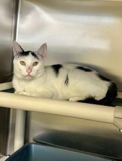 Enlarge Brooke, a ADOPTABLE Domestic Short Hair in Parsippany, NJ image 2/3