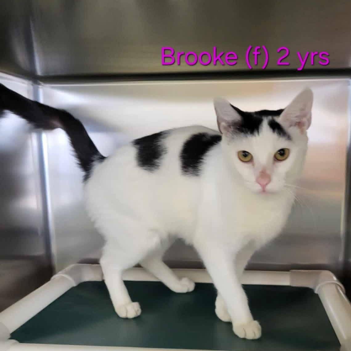 Enlarge Brooke, a ADOPTABLE Domestic Short Hair in Parsippany, NJ image 1/3