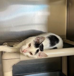 Enlarge Brooke, a ADOPTABLE Domestic Short Hair in Parsippany, NJ image 3/3