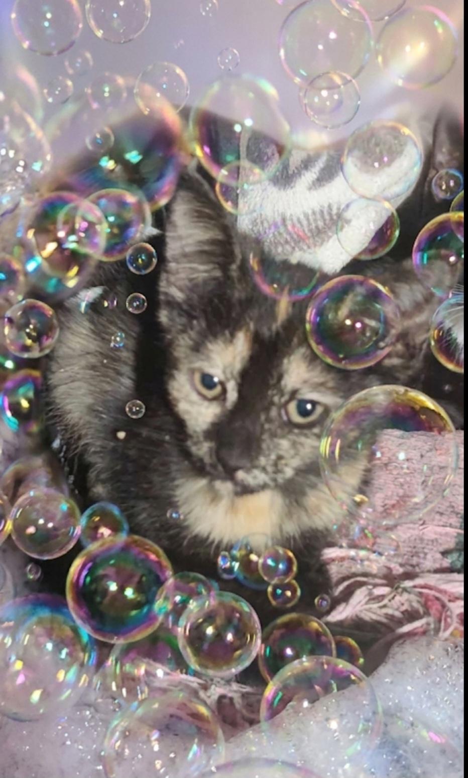 Enlarge Evie, a ADOPTABLE Domestic Short Hair in Sayreville, NJ image 1/1