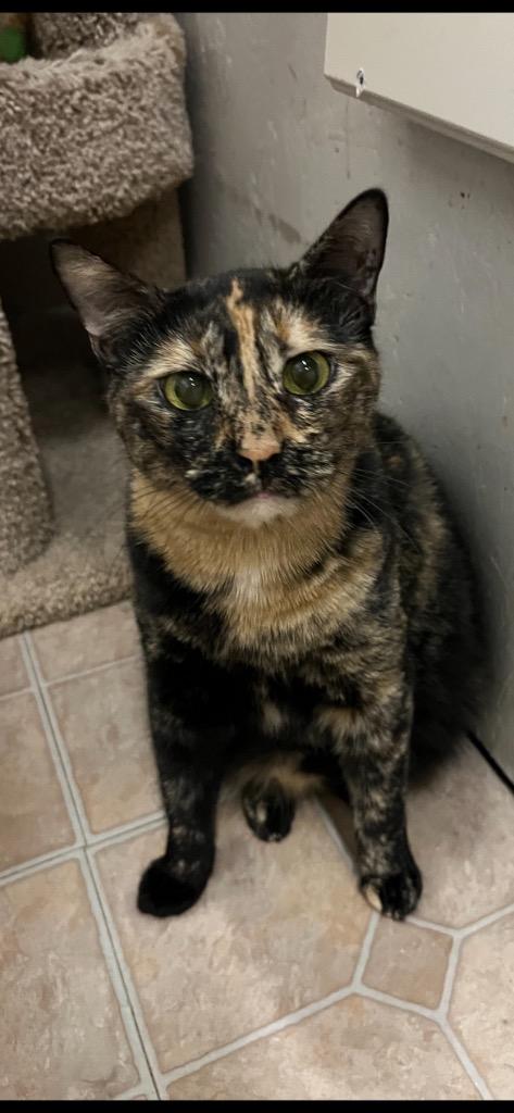 Enlarge Rita, a Adoptable mixed breed in St. James City, FL image 1/2