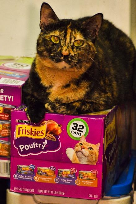 Rita, Adoptable, Adult Female Domestic Short Hair.