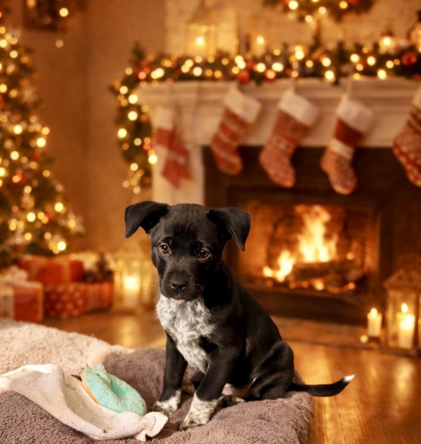 Enlarge Shiver, a Adoptable mixed breed in Copiague, NY image 2/5