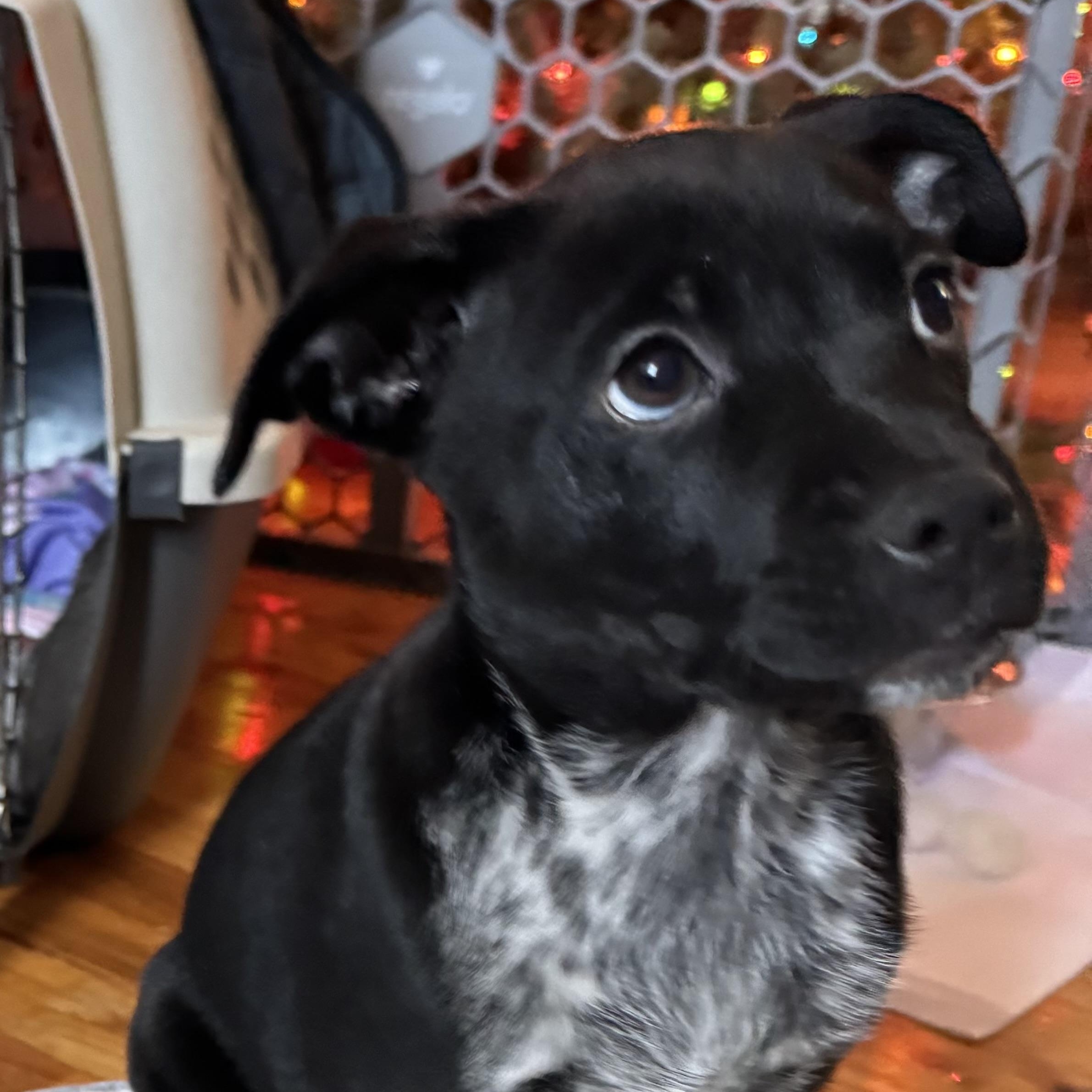 Shiver, Adoptable, Puppy Female Australian Cattle Dog / Blue Heeler & Catahoula Leopard Dog.