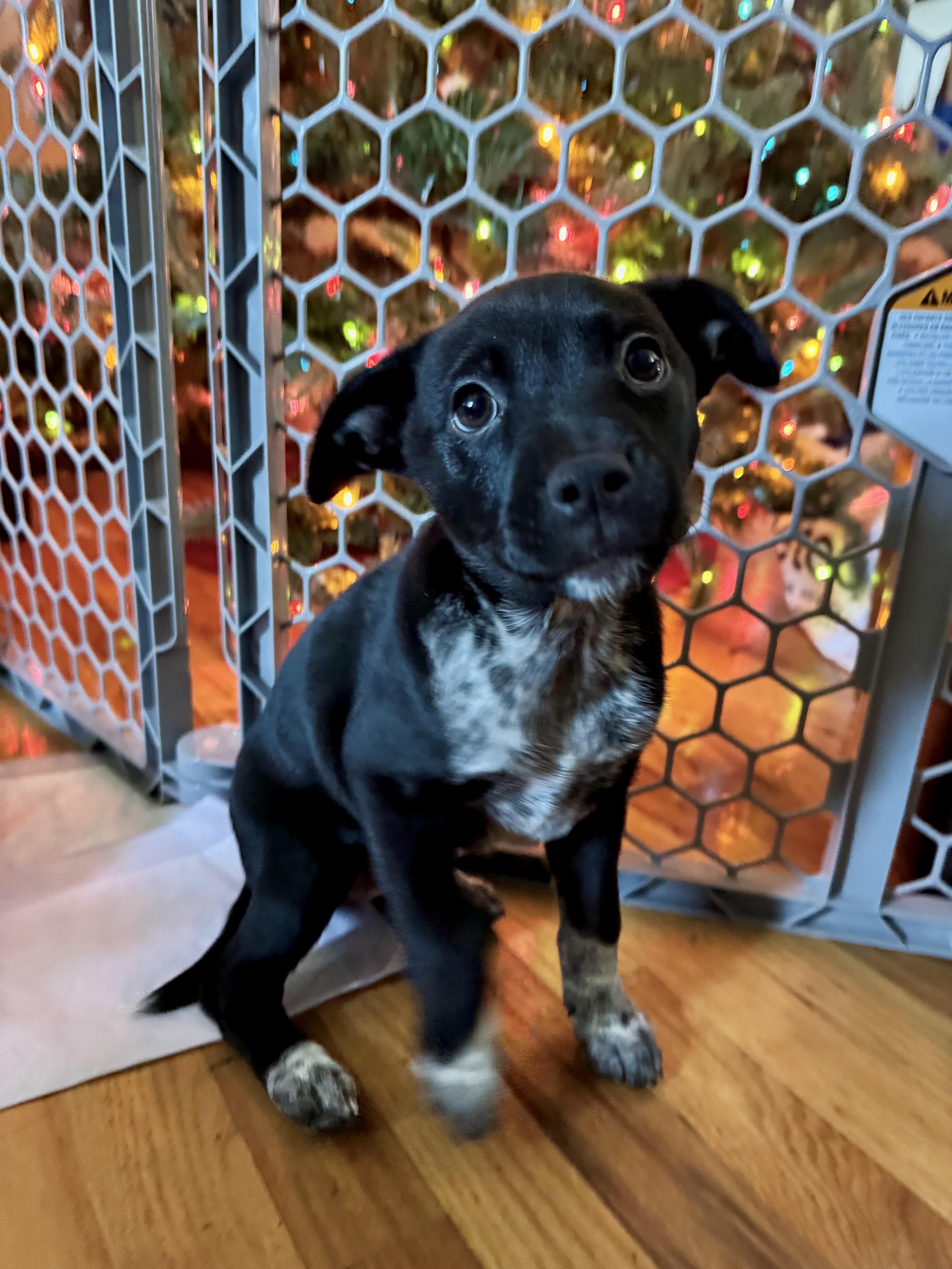 Enlarge Shiver, a Adoptable mixed breed in Copiague, NY image 3/5