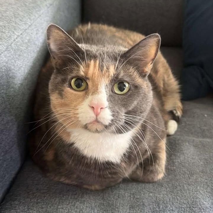 Catty (Courtesy Post), adopted, Adult Female Domestic Short Hair.