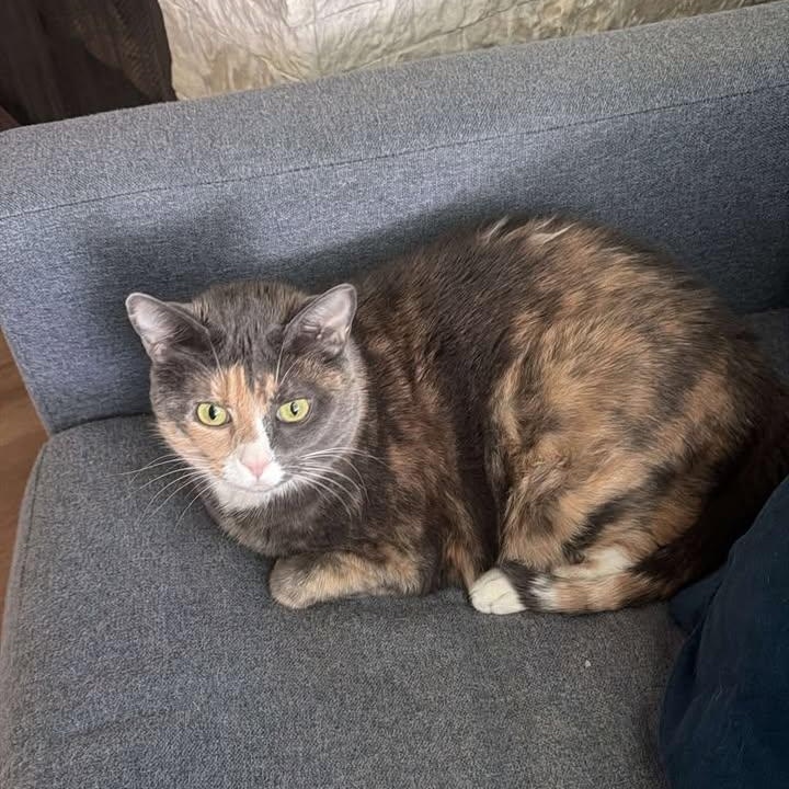 Catty (Courtesy Post), an adopted Domestic Short Hair in Vine Grove, KY image 2/2