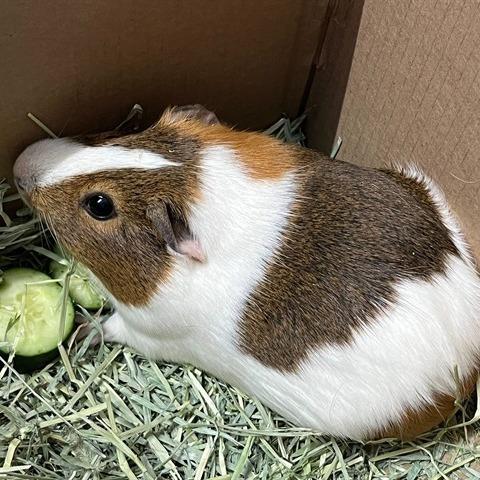 Josh, Adoptable, Adult Male Guinea Pig.