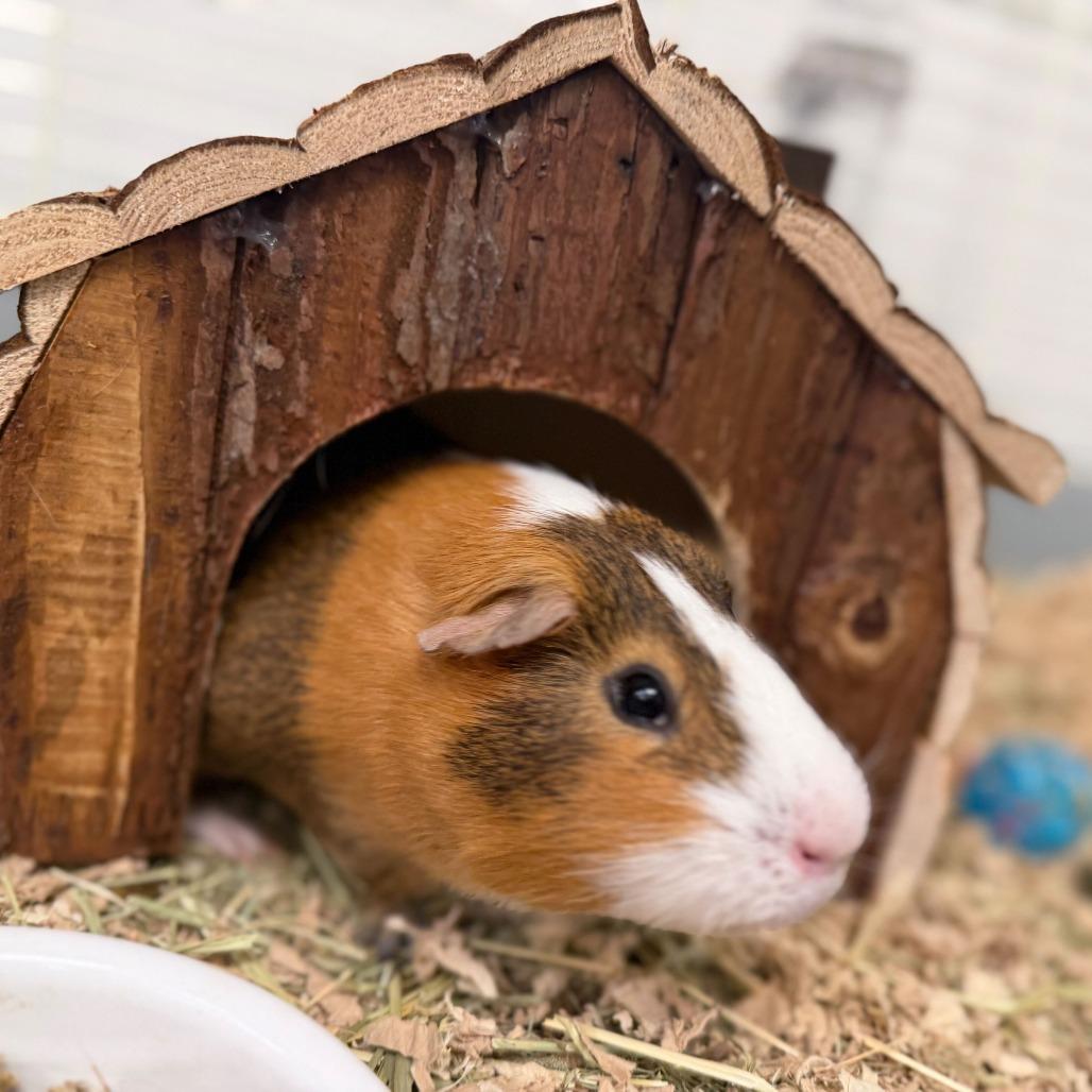Enlarge Josh, a Adoptable Guinea Pig in Conshohocken, PA image 2/4