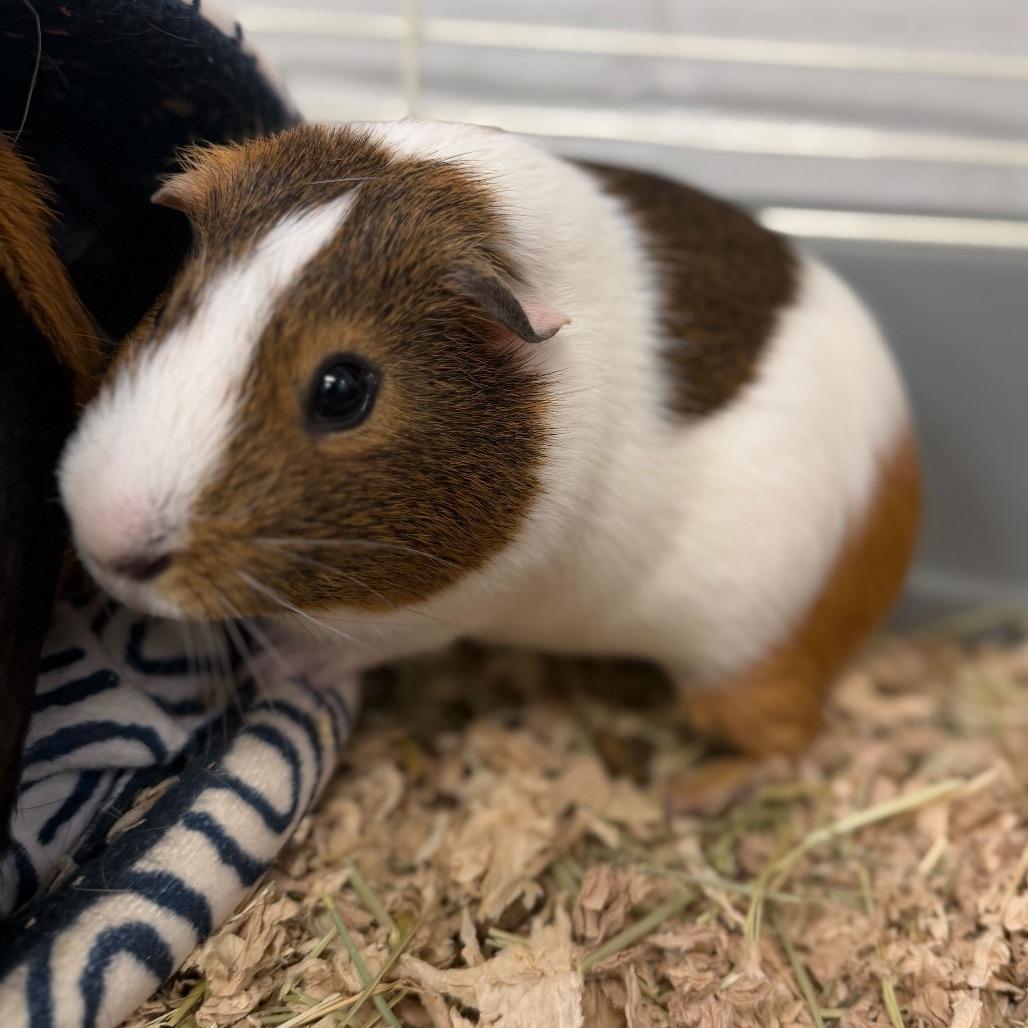 Enlarge Josh, a Adoptable Guinea Pig in Conshohocken, PA image 3/4