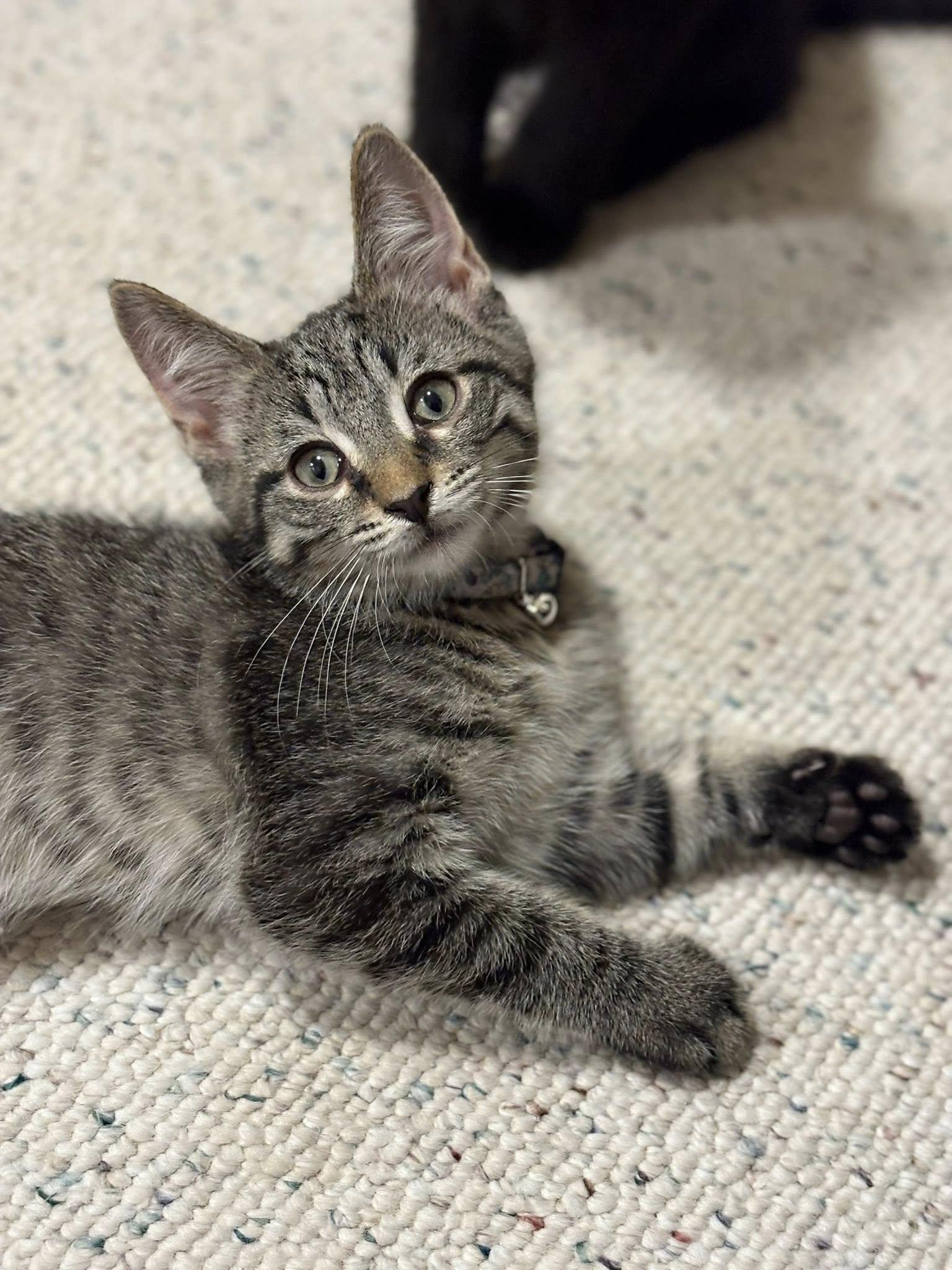 Chunk, Baby Male Domestic Short Hair