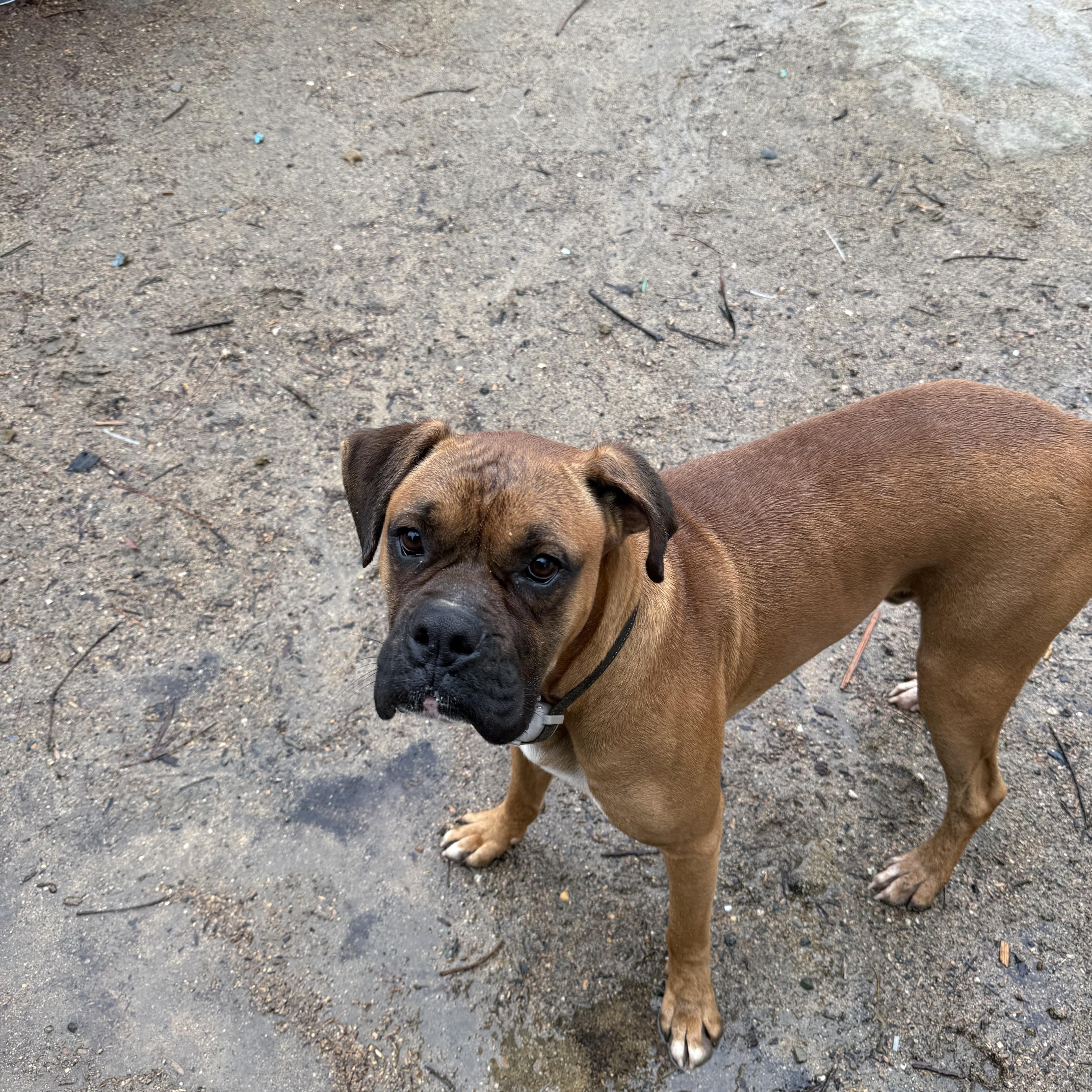 Sammie, Young Male Boxer